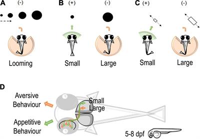 Quantity as a Fish Views It: Behavior and Neurobiology